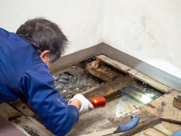 Best Mold Remediation for Specific Building Types in Bowman, ND