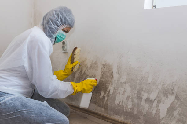 Best HVAC Mold Remediation in Bowman, ND